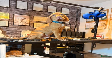Hungarian Vizsla dogs - Advert 3