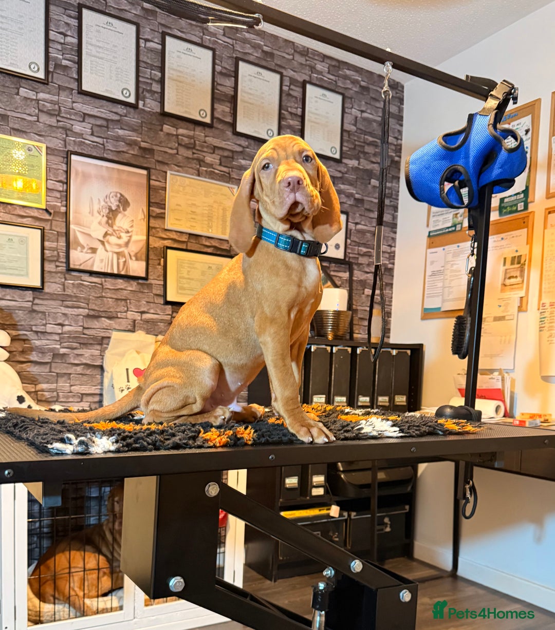 Hungarian Vizsla dogs for sale:   ⚜️Hungarian Vizsla puppies⚜️ - Image 3