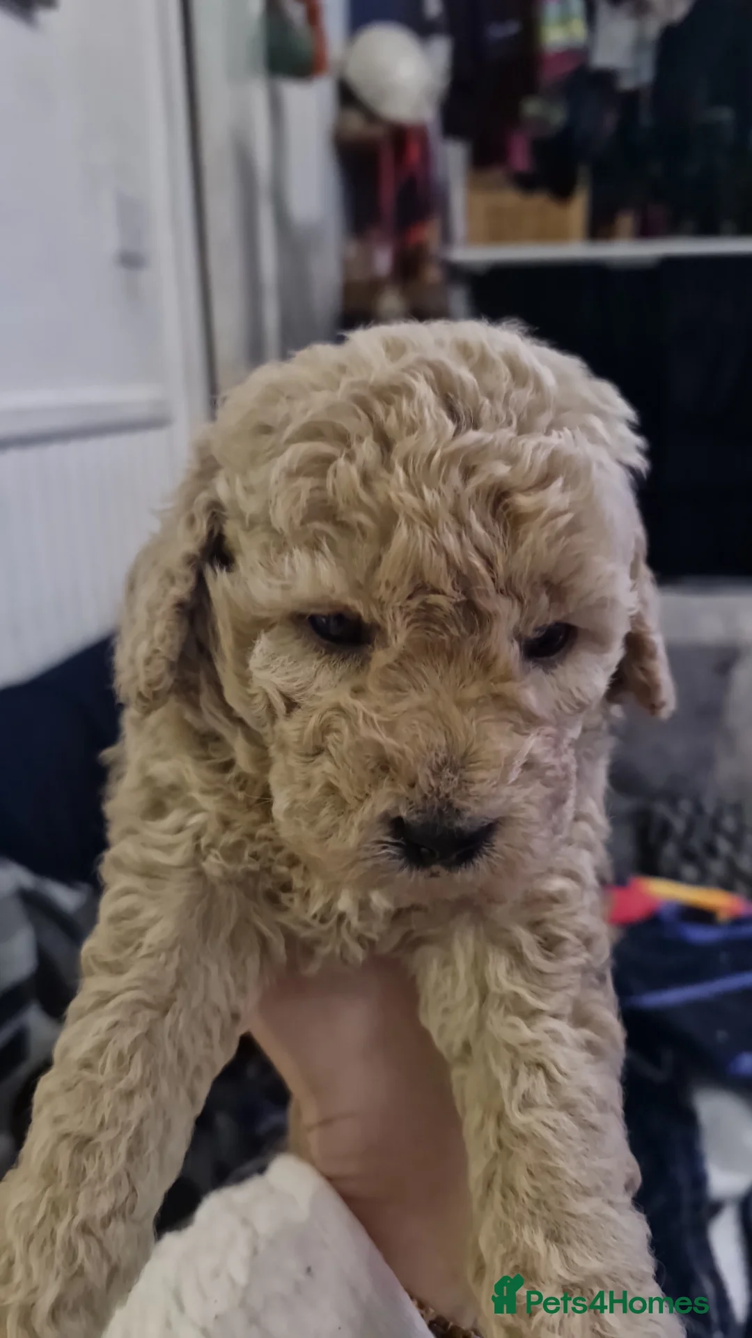 Cockapoo dogs for sale:  Cockapoo puppies F2B - Advert 16