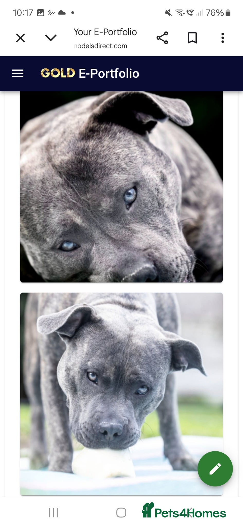 Staffordshire Bull Terrier dogs for sale: Blue & Blue Brindle Staffies in Preston - Advert 3