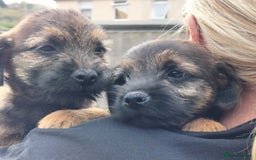 Border Terrier dogs for sale: BOY/DOG Grizzle & Tan Border terrier puppies.  - Image 6