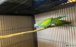 Parakeets birds for sale: Lord Derbyan Parrot for sale.👍QUICK SALE 👍 - Advert 9