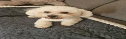 Cavapoochon dogs for sale: Cavapoochon Puppies - Advert 4