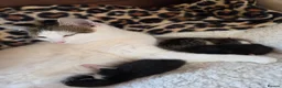 Mixed Breed cats for sale: Mum and 3 kittens in Stafford - Advert 2