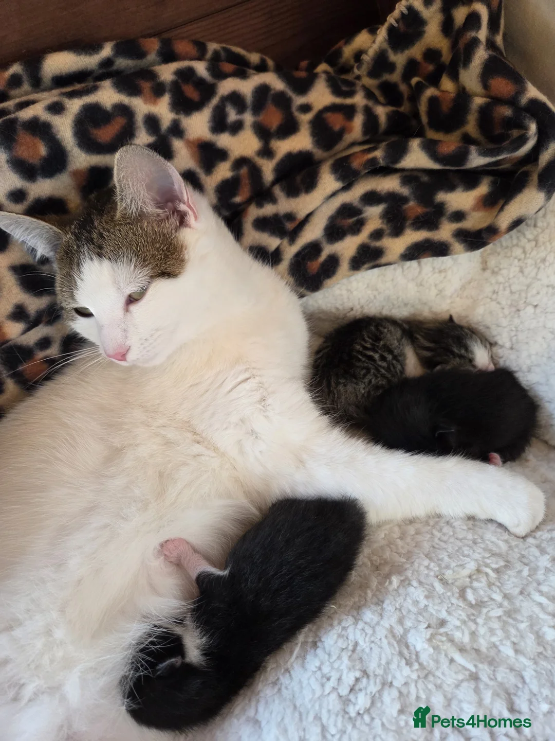 Mixed Breed cats for sale: Mum and 3 kittens in Stafford - Advert 2