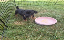 Jack Russell dogs for sale: Gorgeous Jack Russell Puppies - Image 19