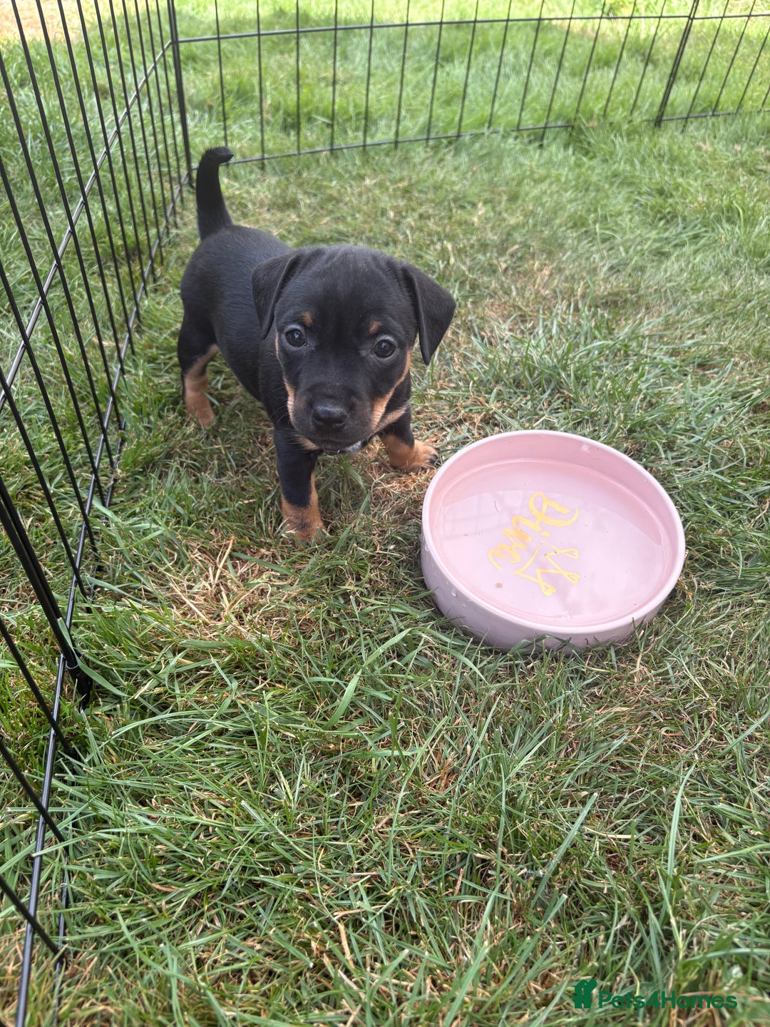 Jack Russell dogs for sale: Gorgeous Jack Russell Puppies - Image 19