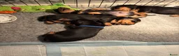 Dachshund dogs for sale: Dachunds puppies in Droitwich - Advert 1