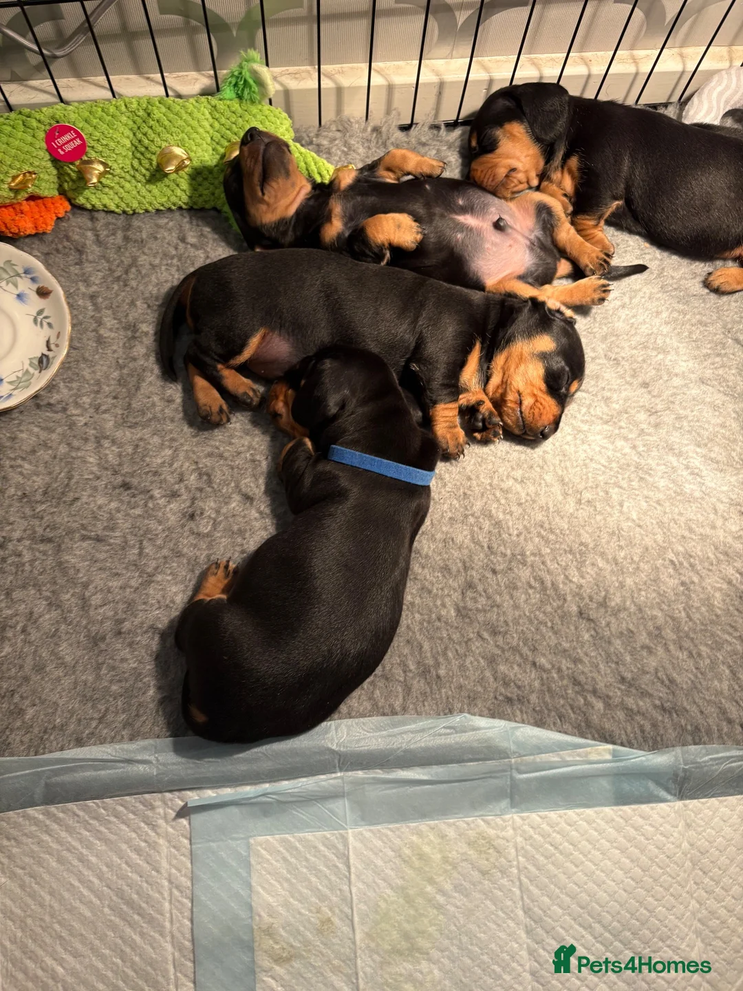 Dachshund dogs for sale: Dachunds puppies in Droitwich - Advert 1