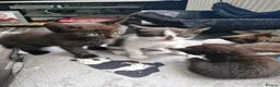 Mixed Breed cats for sale: 5 black/ black and white kittens - Advert 5