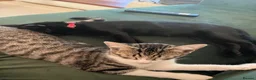 Mixed Breed cats for sale: Two bonded Boys - to go together  in Abbots Langley - Advert 21