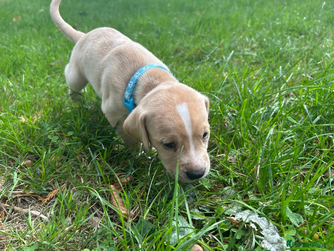 Cocker Spaniel dogs for sale: READY SOON! Working Cocker Spaniel mix Puppies  - Image 14