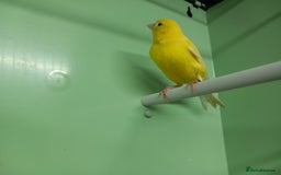 Canaries birds for sale: Canaries  - Image 15