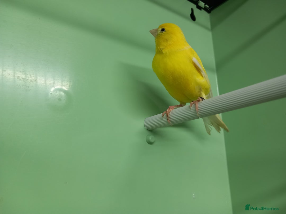 Canaries birds for sale: Canaries  - Image 15