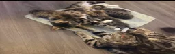 Mixed Breed cats for sale: 5 Beautiful Kittens Available Now !!  in London - Advert 8
