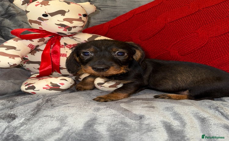 Dachshund dogs 🩷💙Stunning KC Wire haired Dachshunds🩷💙 - Advert 1