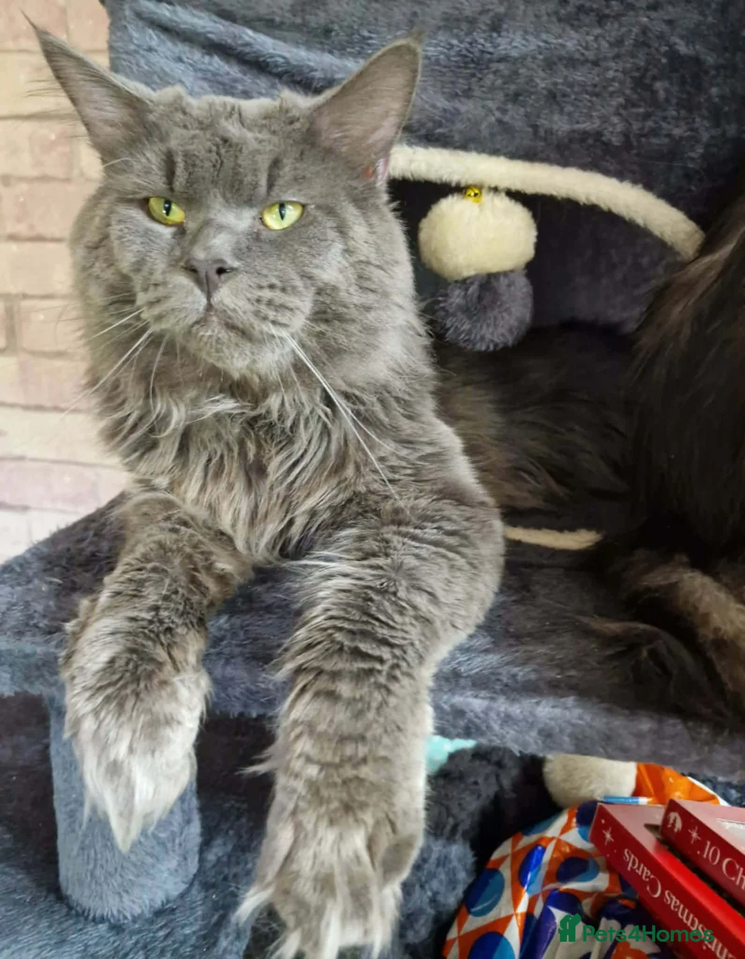 Maine Coon cats for sale: Stunning Female maine coon kitten  in Rotherham - Advert 2