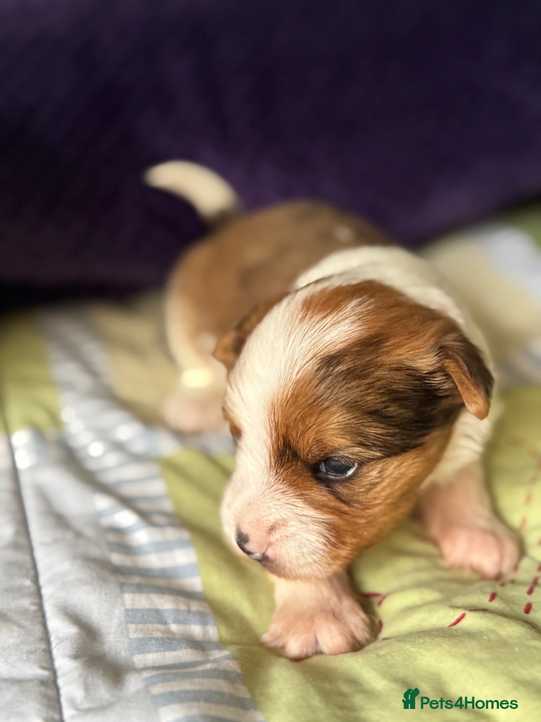 Biewer Terrier dogs for sale: Superb pedigree Biewer pups - DNA Health tested - Advert 7
