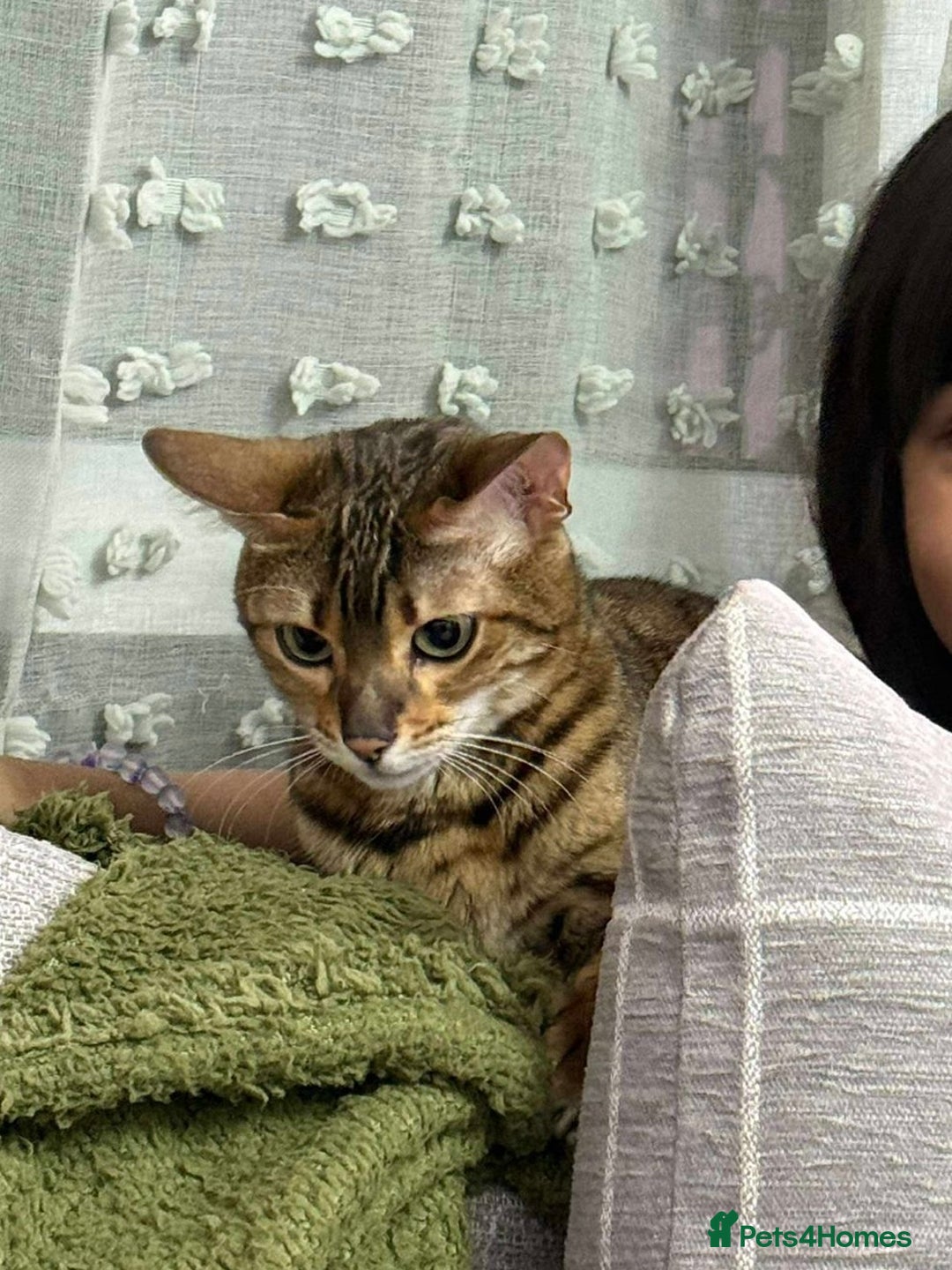 Bengal cats for sale: Sweet bengal looking for her quiet, forever home - Advert 7