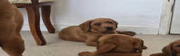 Labrador Retriever dogs for sale: STUNNING FOX RED BOYS - READY TO GO - Advert 13