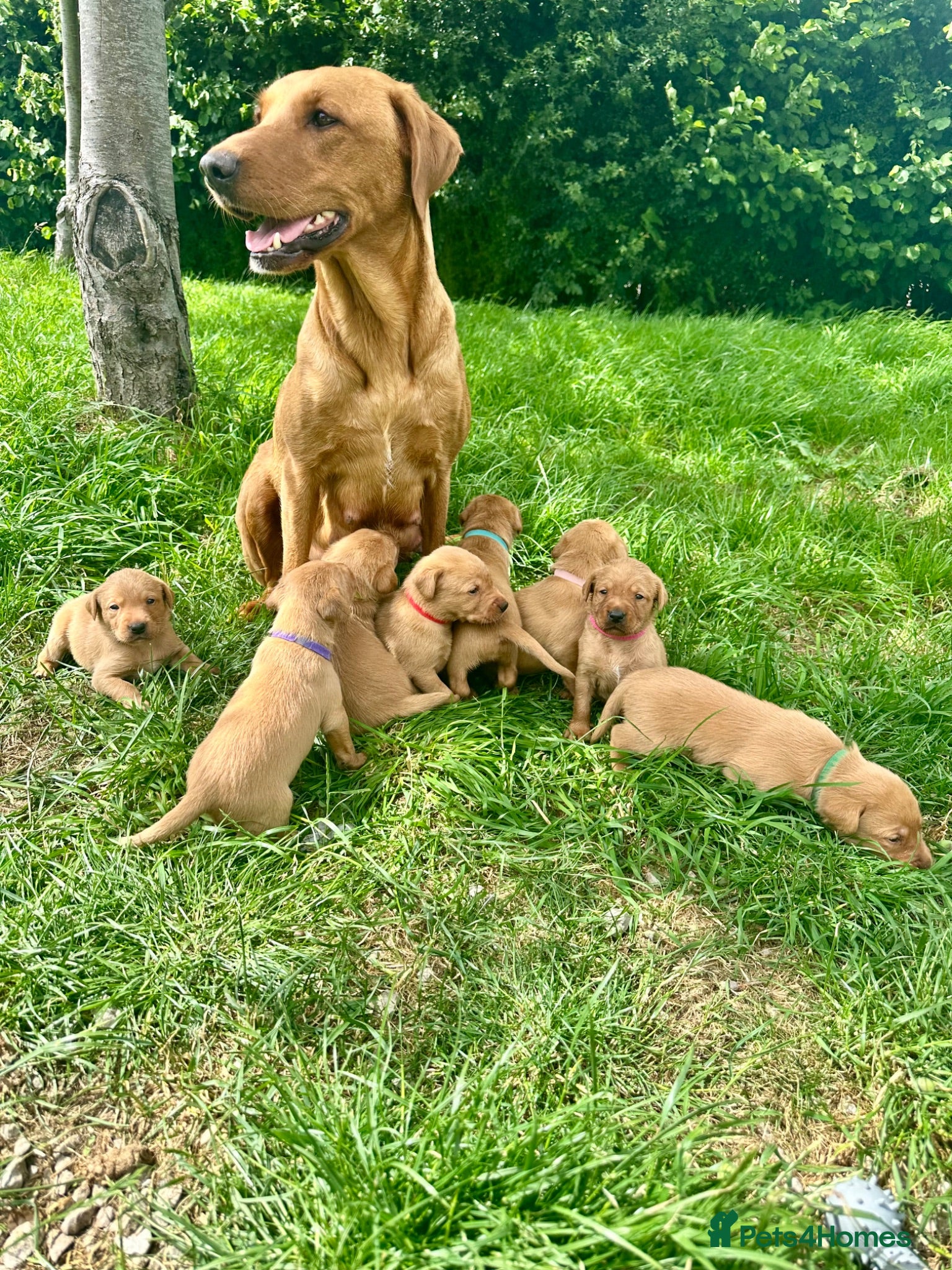Labrador Retriever dogs Fiorella Fantastica's Fox Red Puppies - Advert 1