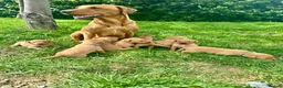 Labrador Retriever dogs for sale: Fiorella Fantastica's Fox Red Puppies - Advert 1