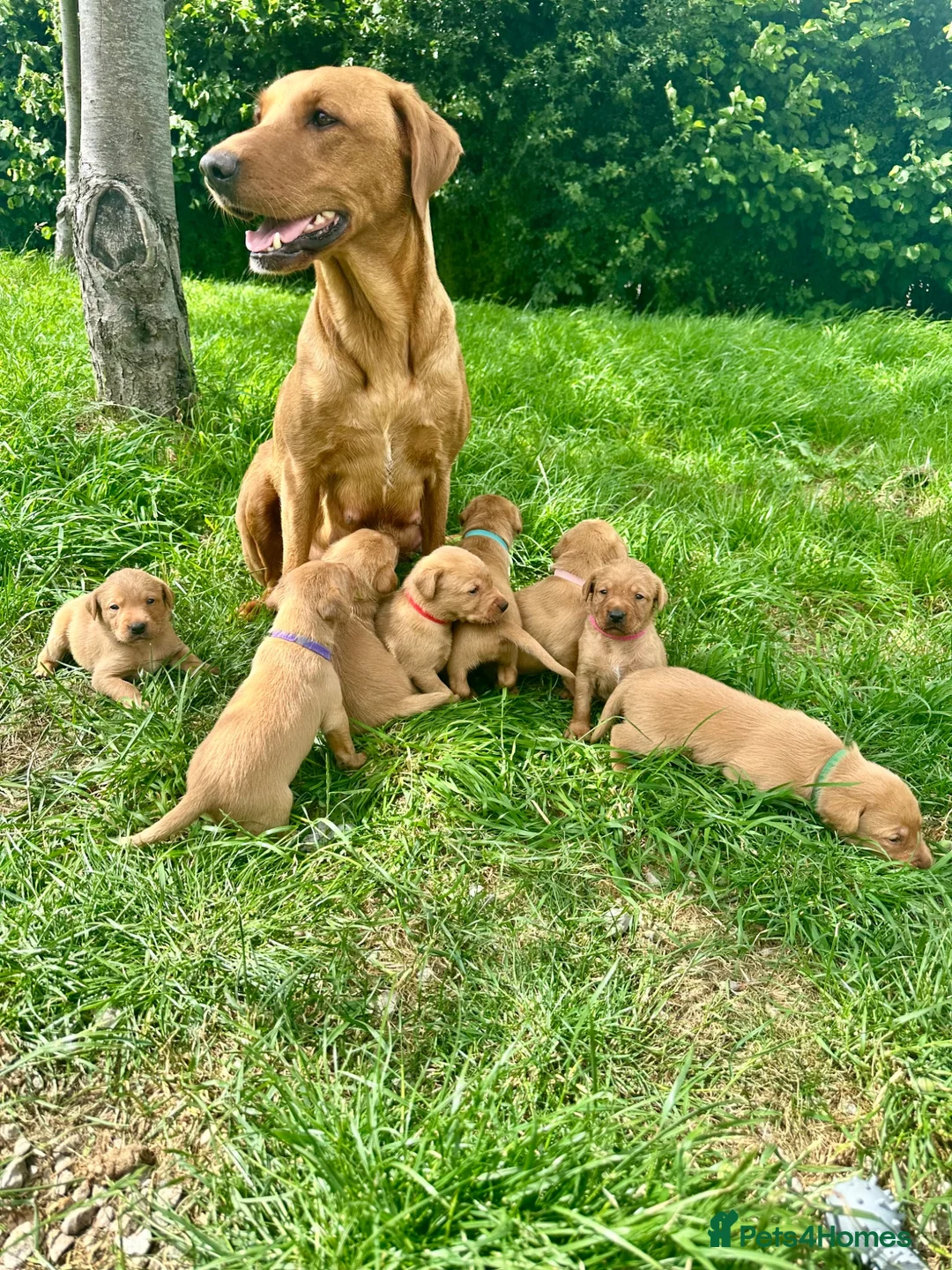 Labrador Retriever dogs for sale: Fiorella Fantastica's Fox Red Puppies - Advert 1