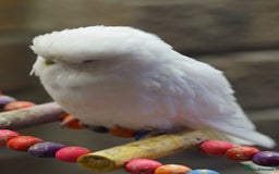 Budgerigars birds for sale: Budgies  - Image 9