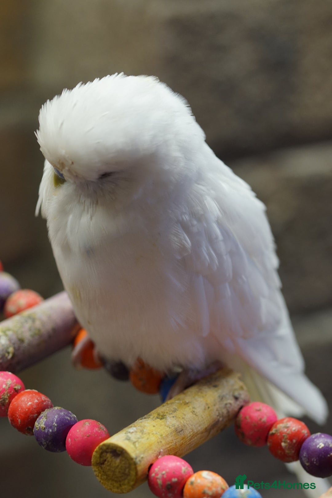 Budgerigars birds for sale: Budgies  - Image 9