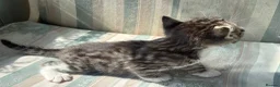 Mixed Breed cats for sale: Beautiful bengal cross kittens - Advert 8