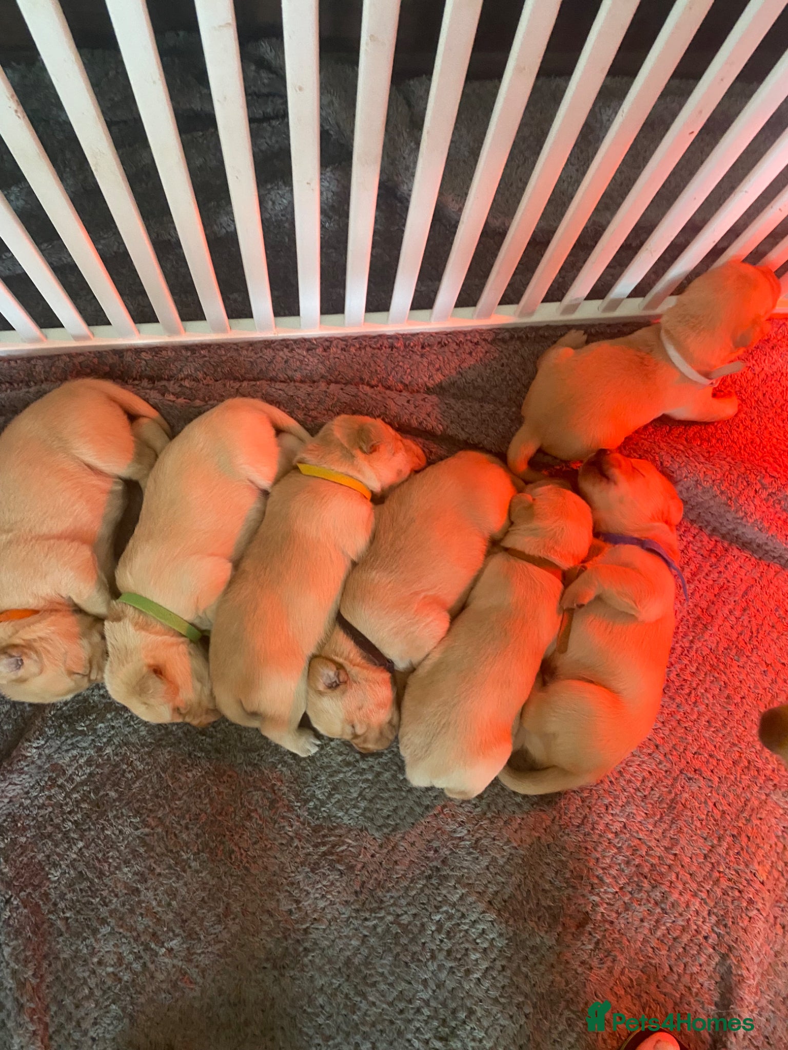 Labrador Retriever dogs Labrador Retriever,  - Advert 5