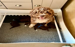 Spanish Water Dog dogs for sale: Spanish Water Dog Puppies  - Image 7