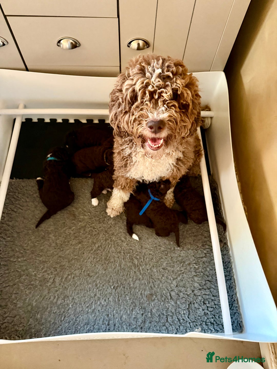 Spanish Water Dog dogs for sale: Spanish Water Dog Puppies  - Image 7