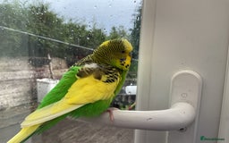 Budgerigars birds for sale: 🐦 Tame English Budgie + Full Setup (3yr Old Male) - Image 6