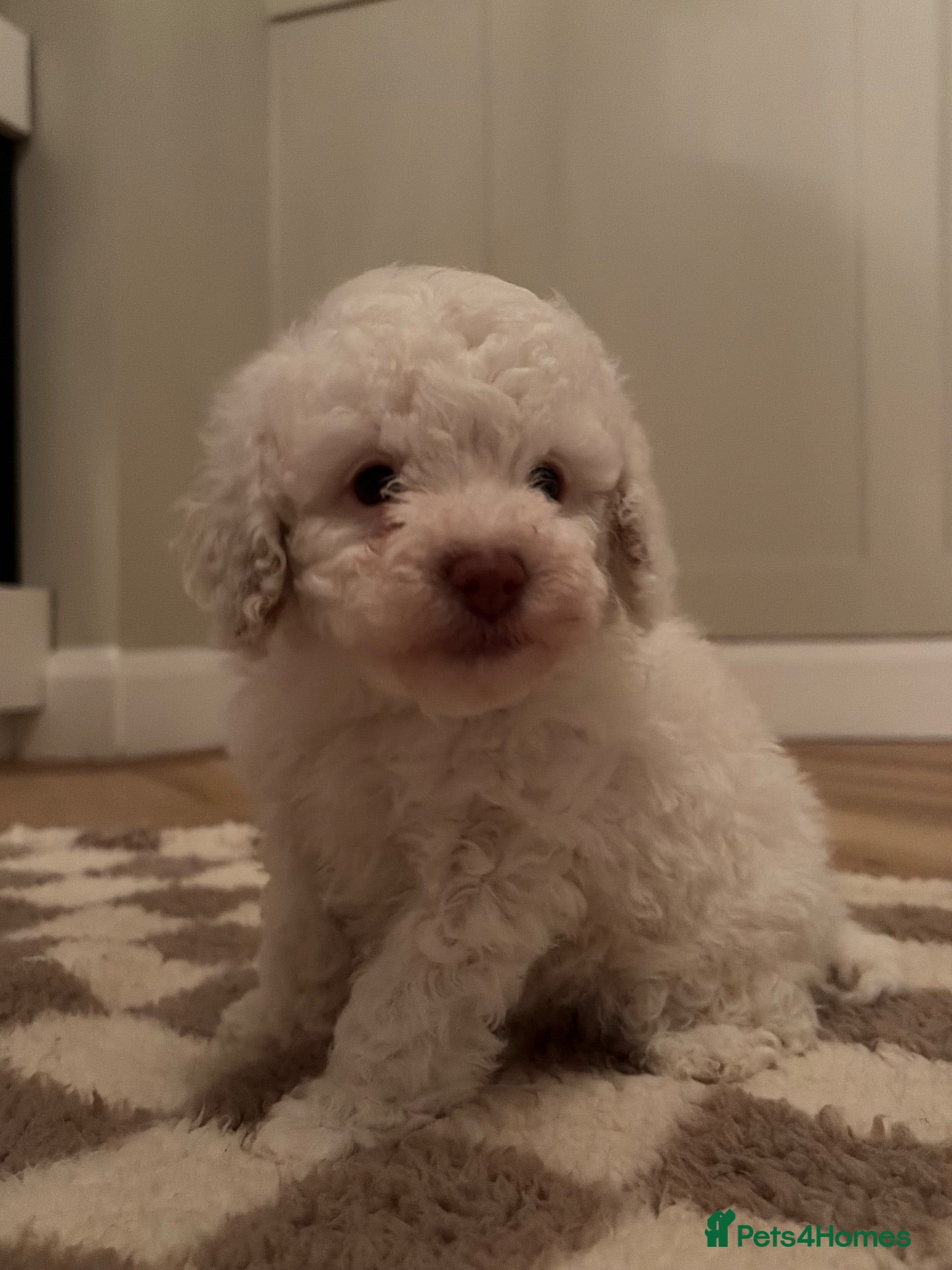 Cavapoo dogs for sale: Outstanding F1b Cavapoo puppies - Advert 20