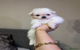 Mixed Breed dogs for sale: Adorable puppies for sale  - Image 2