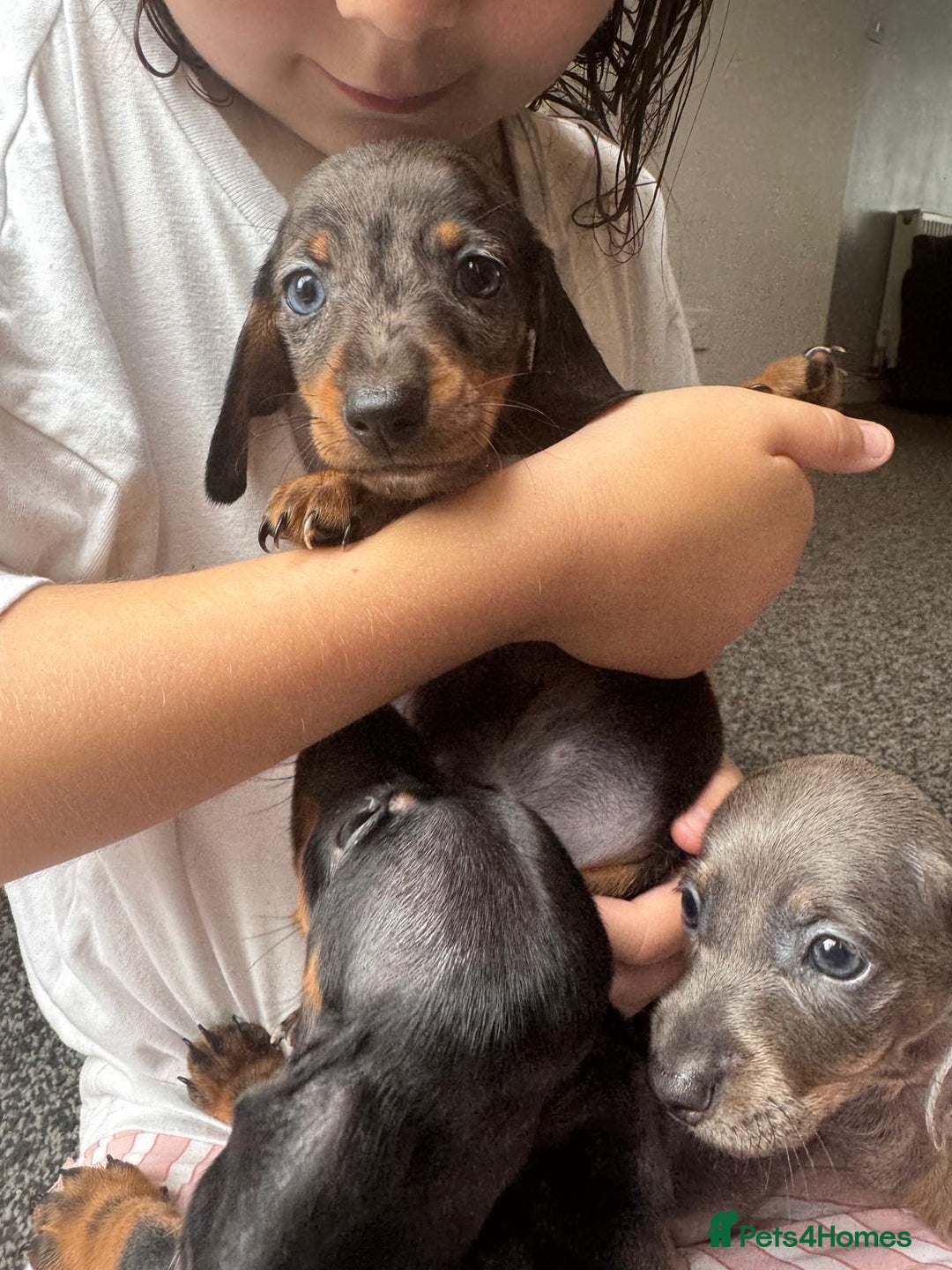 Dachshund dogs for sale: Miniature dachshunds ready now 💗 - Image 21