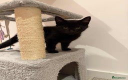 Domestic Shorthair cats for sale: Male Black Domestic Shorthair Kitten - Image 3