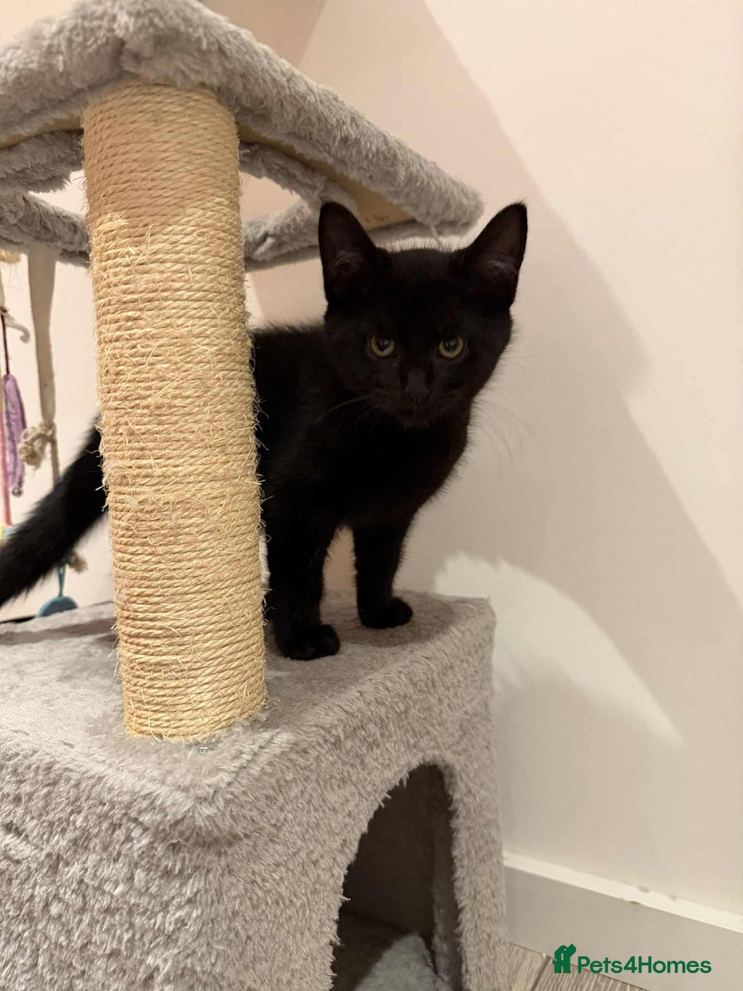 Domestic Shorthair cats for sale: Male Black Domestic Shorthair Kitten - Image 3