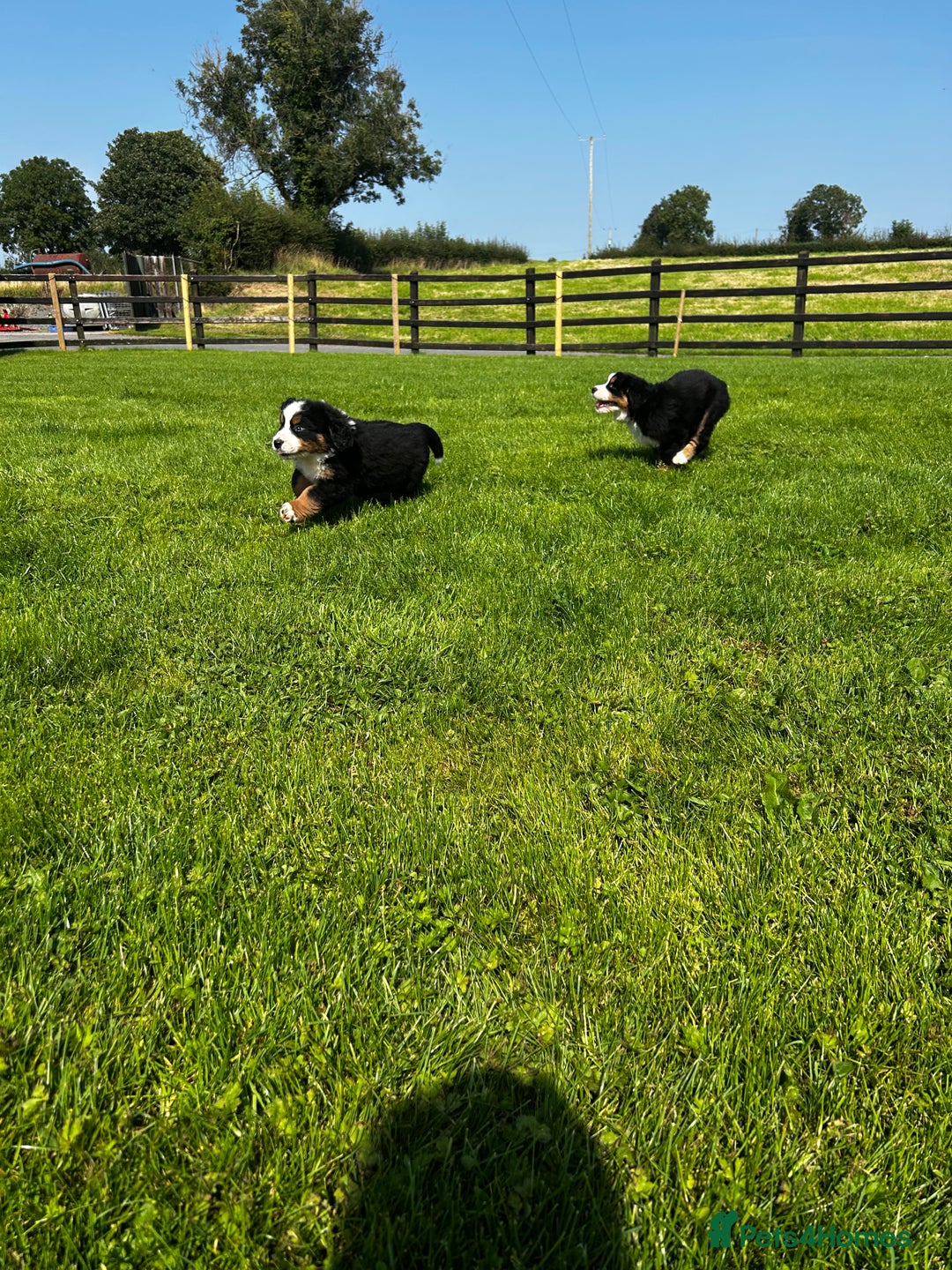Bernese Mountain Dog dogs for sale: Bernese mountain dogs - Image 6
