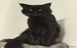 Maine Coon cats for sale: Adorable Half Maine Coon Kittens for Sale  - Image 16