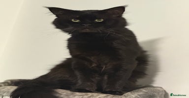 Maine Coon cats - Advert 2