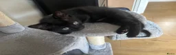 Mixed Breed cats for sale: Kittens ready to go - Advert 5