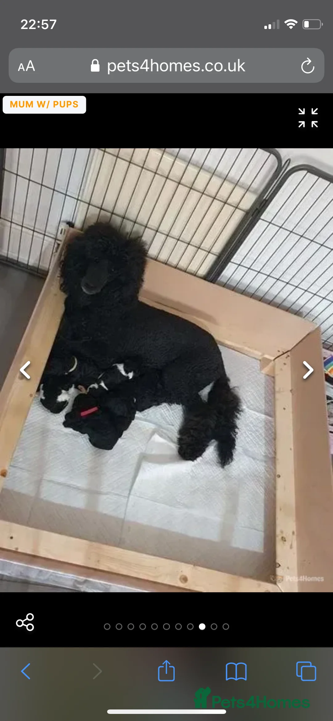 Standard Poodle dogs for stud: Silver standard poodle  in Wakefield - Advert 10