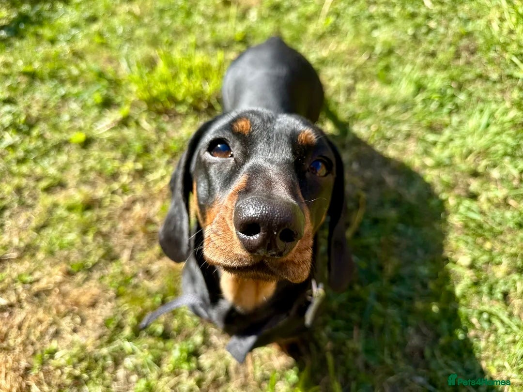 Dachshund dogs for sale: Black & Cream, Chocolate & Cream Dachshund Puppies - Image 3