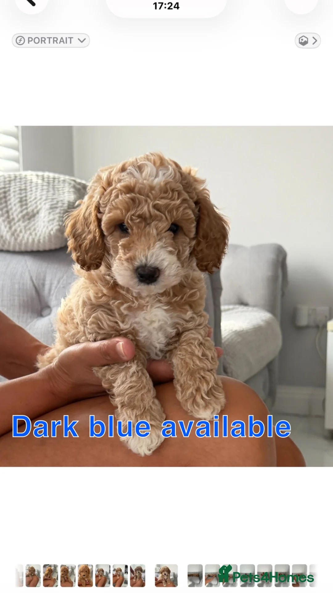 Labradoodle dogs for sale: Extensively DNA  ToY/mini labradoodle parents DNA  - Advert 1
