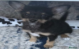 Chipoo dogs for sale: Male Mini Toy Poodle & Tea Cup Chihuahua - Image 1