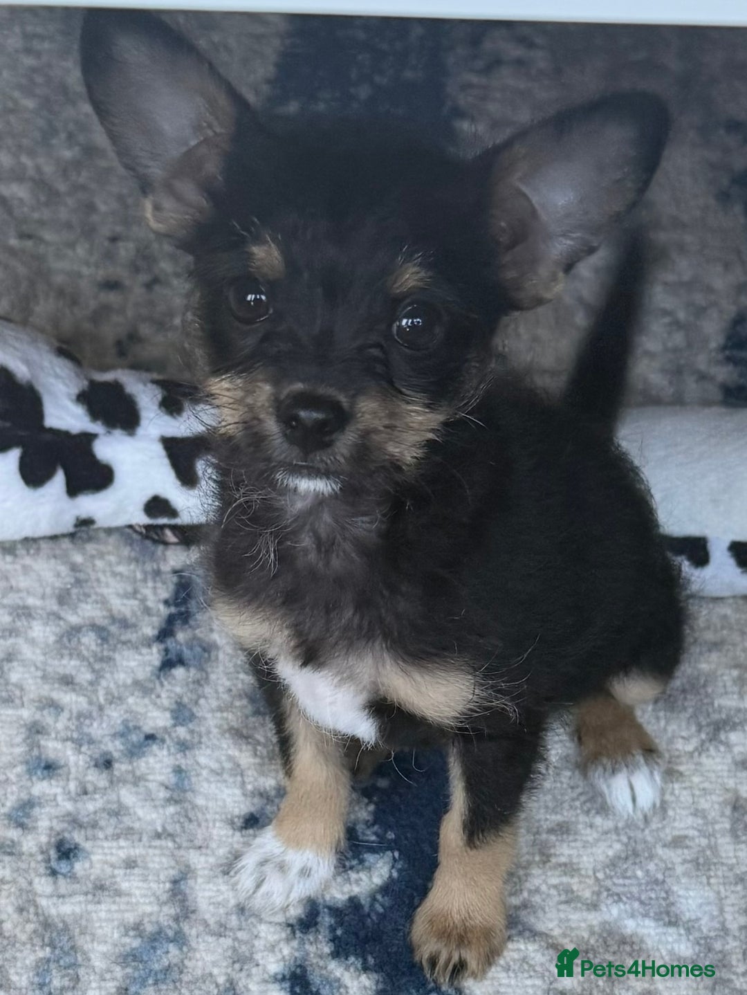 Chipoo dogs for sale: Male Mini Toy Poodle & Tea Cup Chihuahua - Image 1