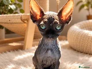 Sphynx cats Little kittens sphynx - Advert 1