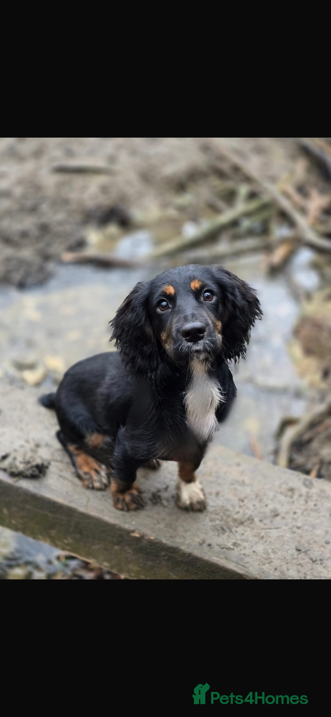 Cocker Spaniel dogs for stud: Standing at STUD Finn  - Advert 5